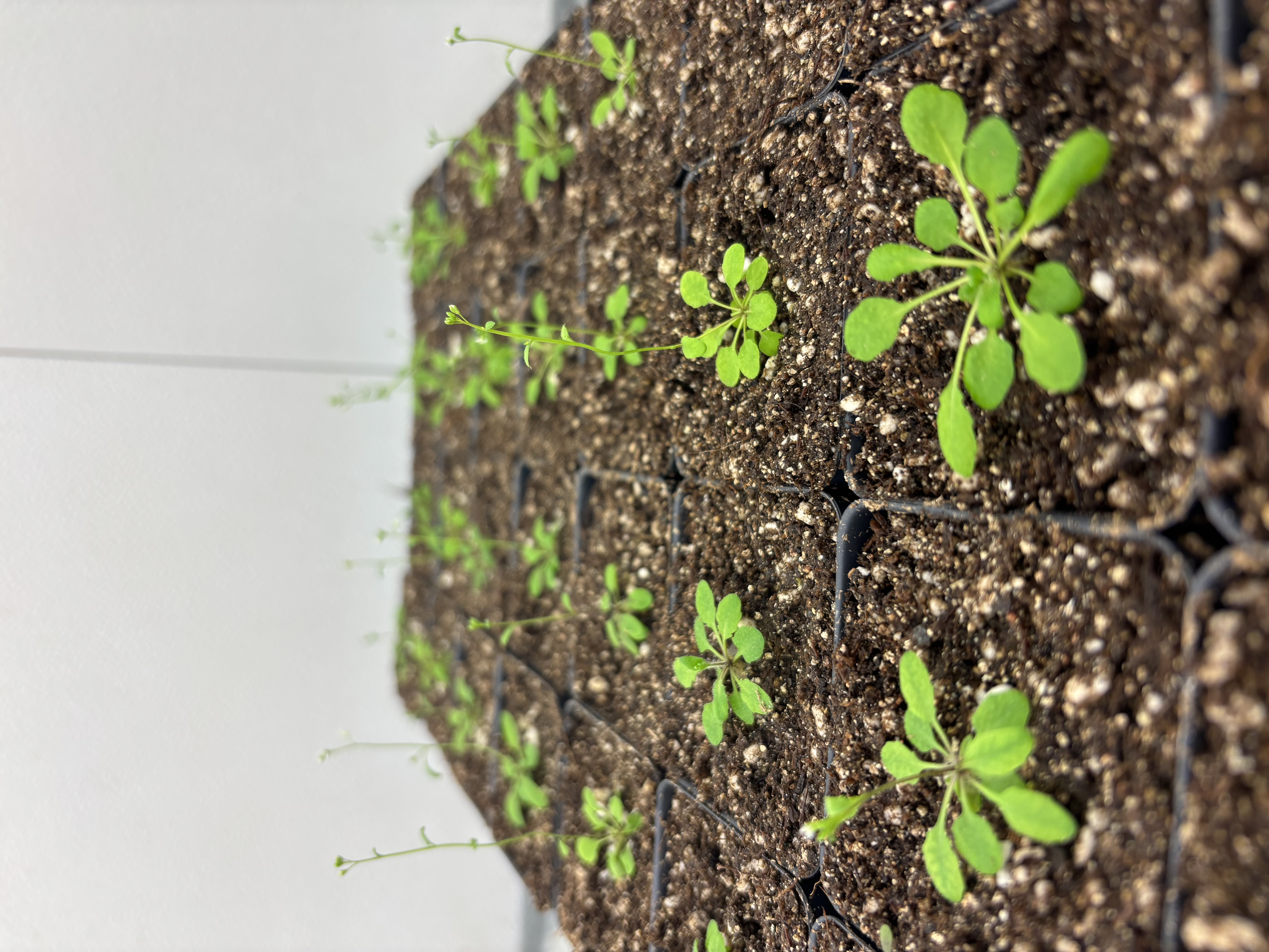 Flat of Arabidopsis plants