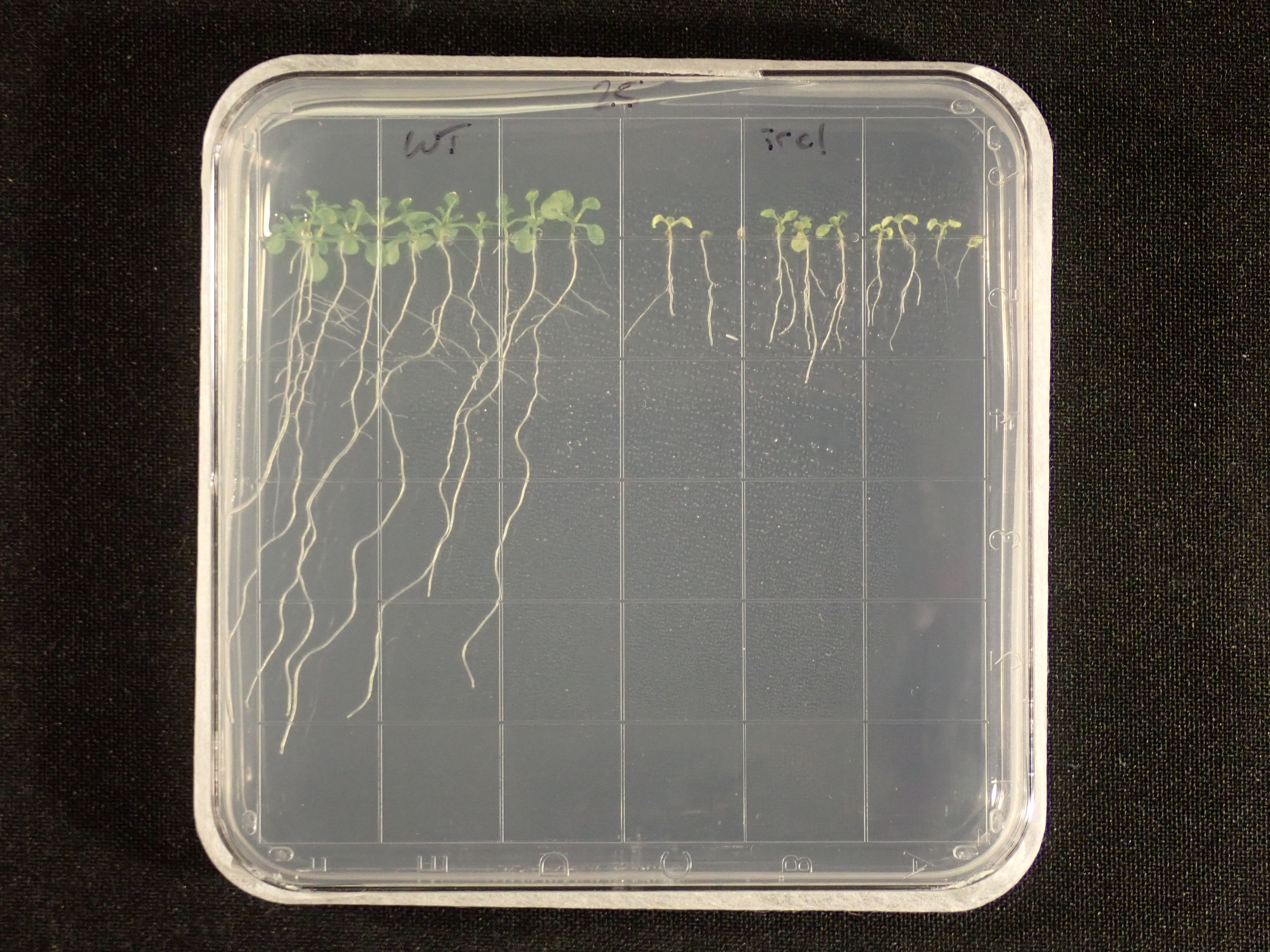 Image of Arabadopsis seedlings growing on media.