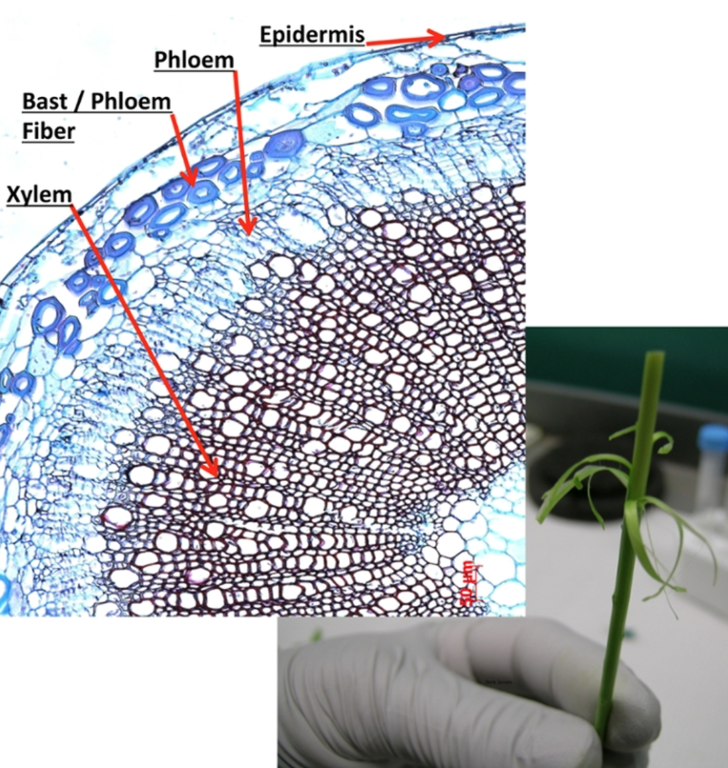 Flax fiber cells high in hemicellulose