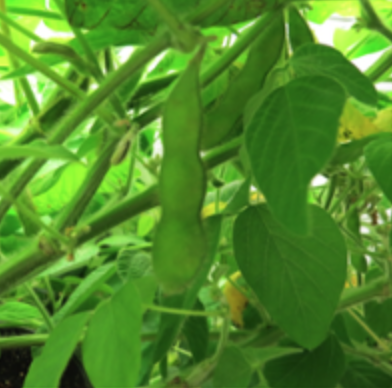 image of soybean